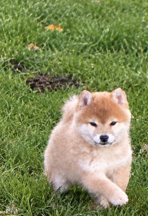 Du Manoir De Madone - Chiots disponibles - Shiba