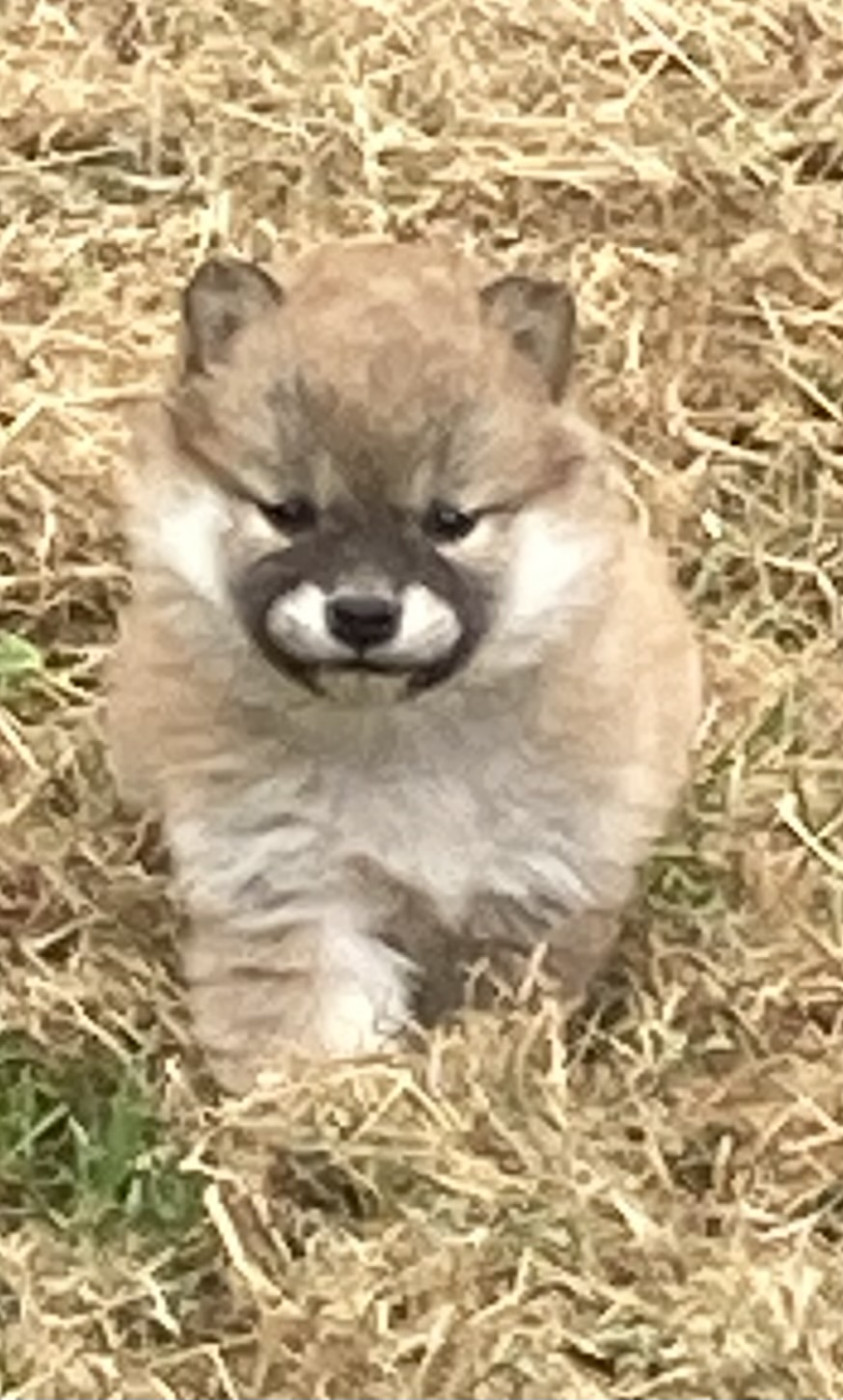 Du Manoir De Madone - Chiots disponibles - Shiba