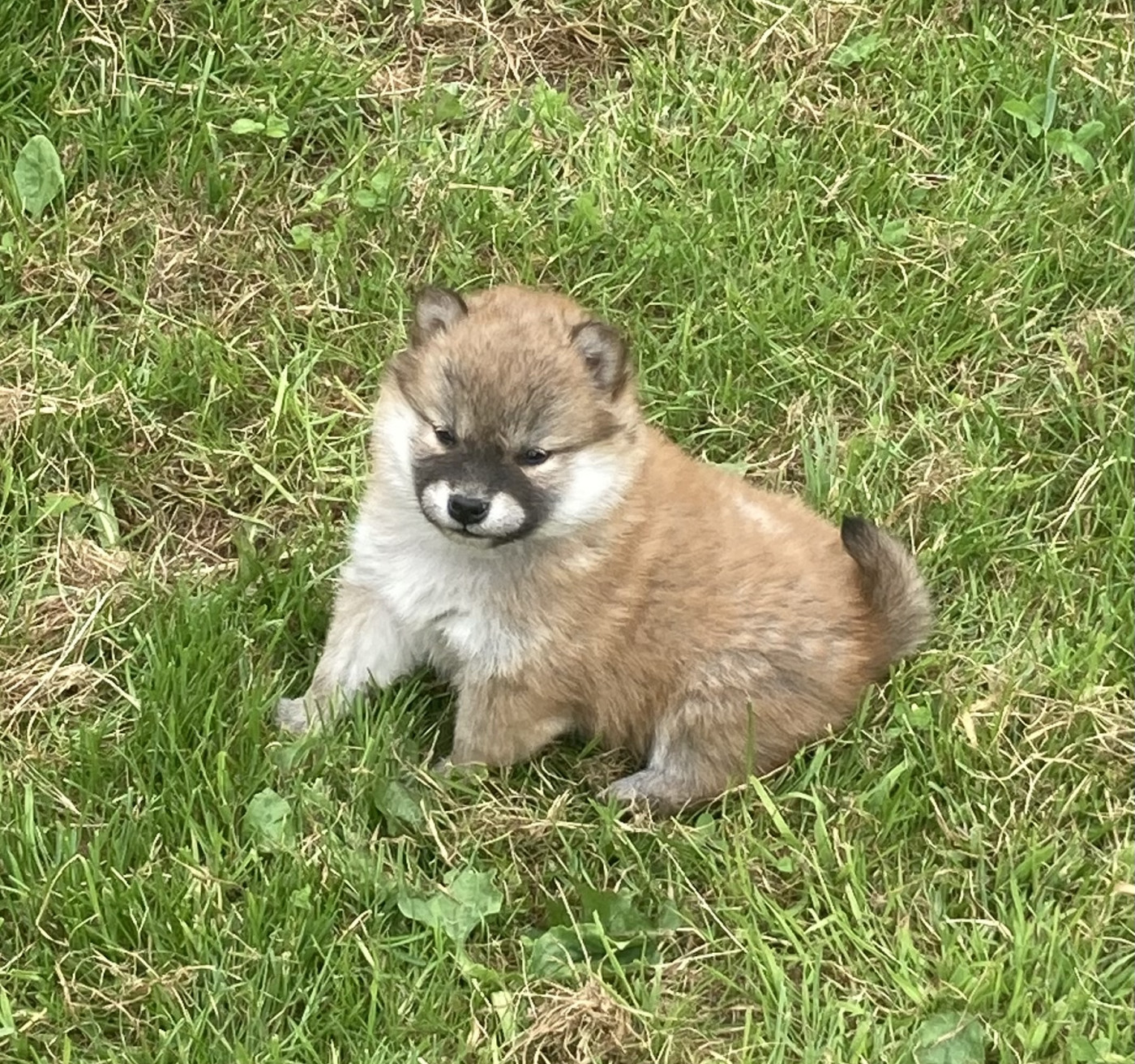 Du Manoir De Madone - Chiots disponibles - Shiba