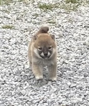 Du Manoir De Madone - Chiots disponibles - Shiba