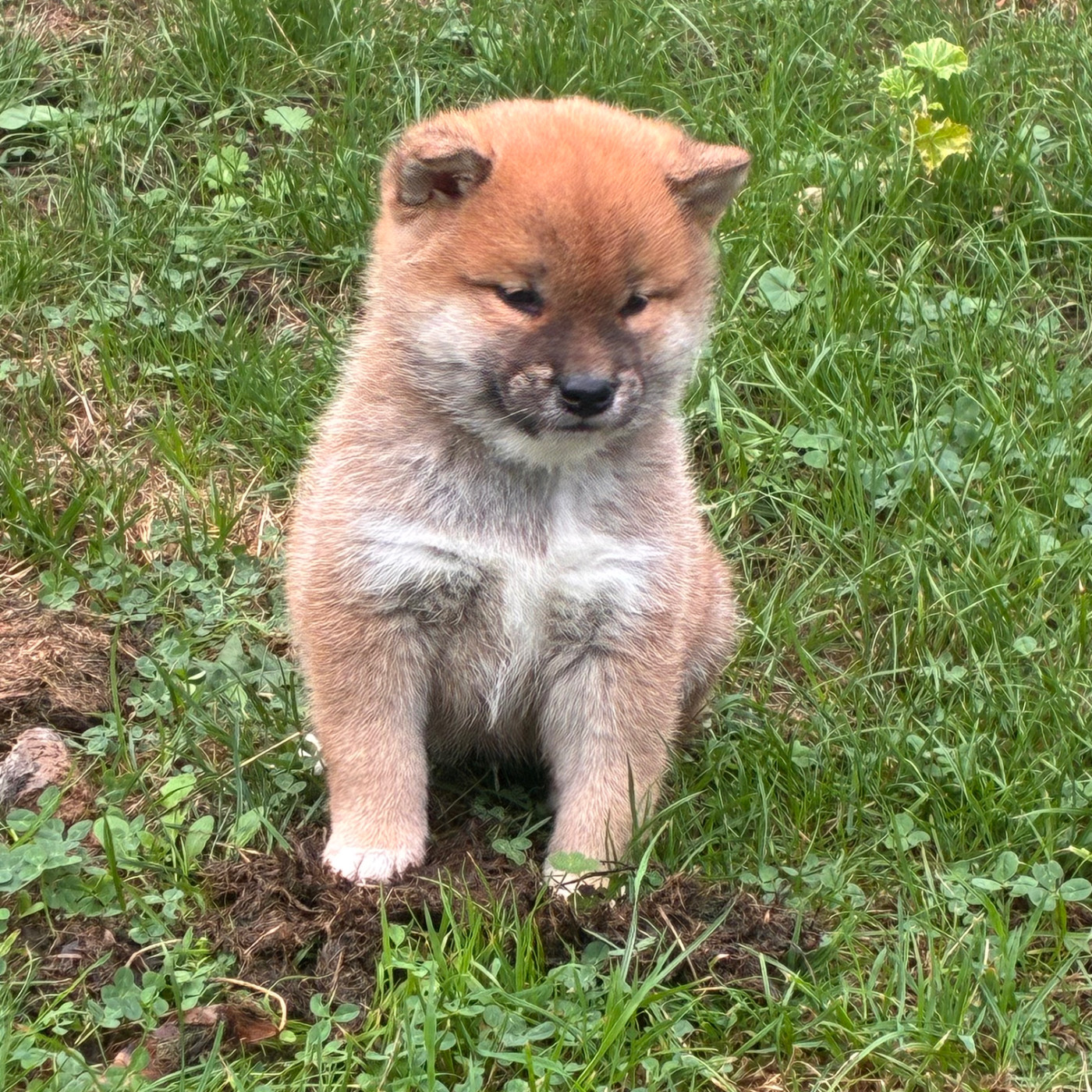 Chiot N°2