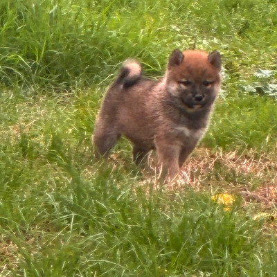 Chiot N°1