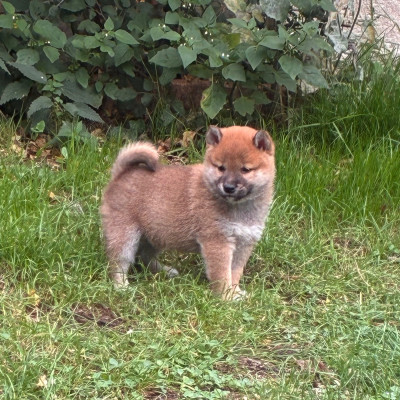 Chiot N°3