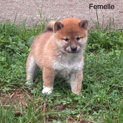 Chiot N°4