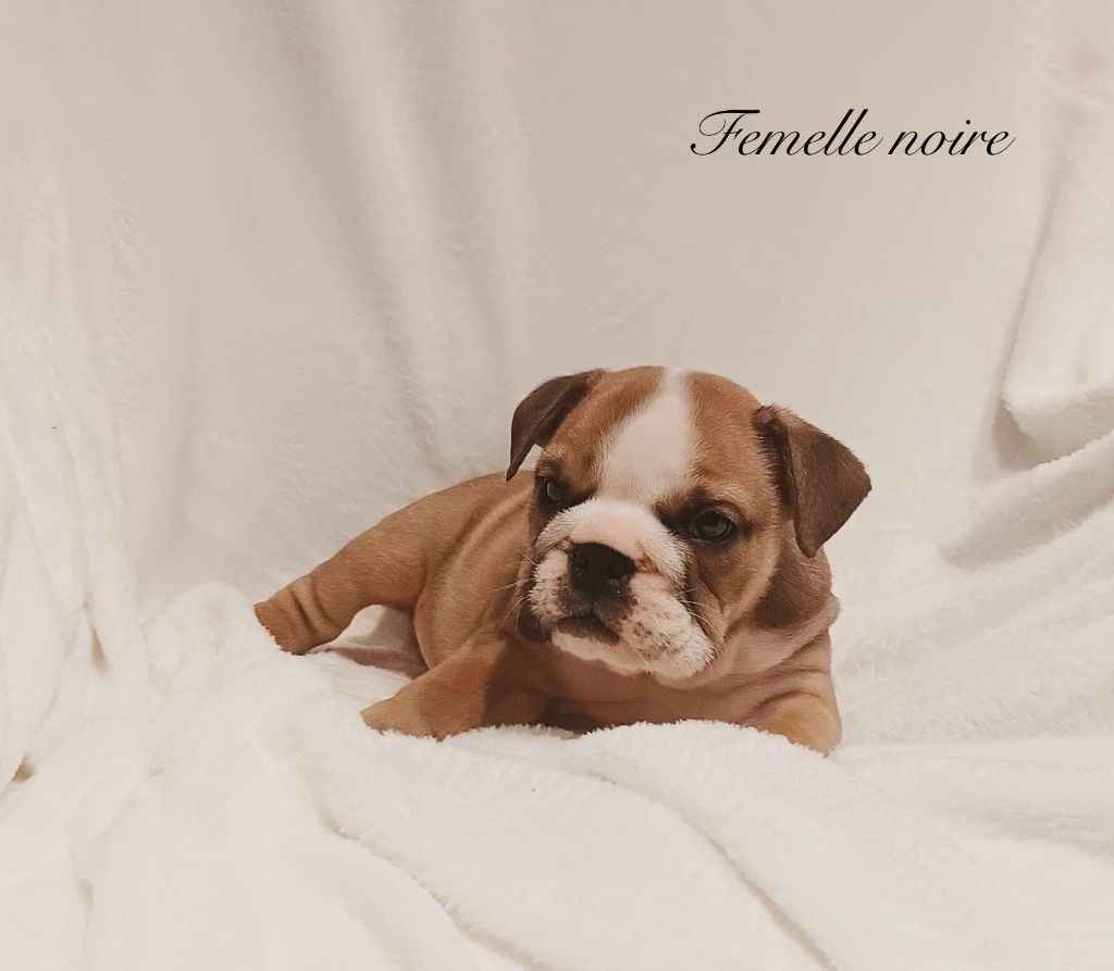 Du Manoir De Madone - Chiots disponibles - Bulldog Anglais