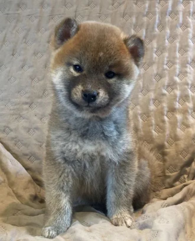 Du Manoir De Madone - Chiots disponibles - Shiba